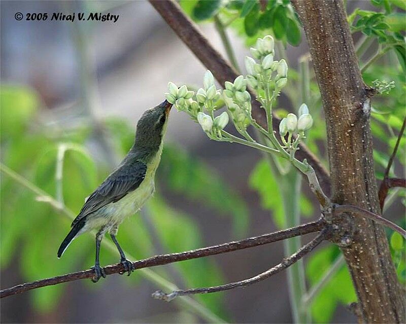 Purple Sunbird