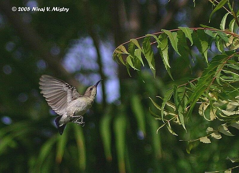 Purple Sunbird