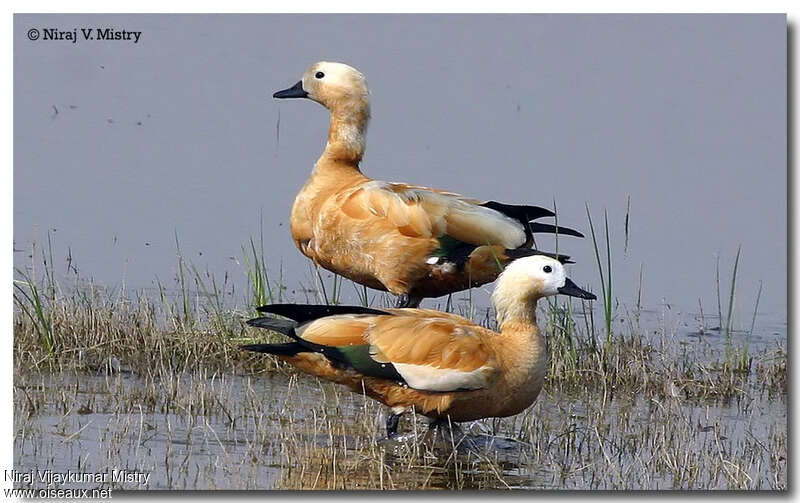 Ruddy Shelduckimmature, identification, pigmentation, Behaviour