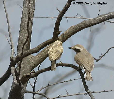 Common Woodshrike