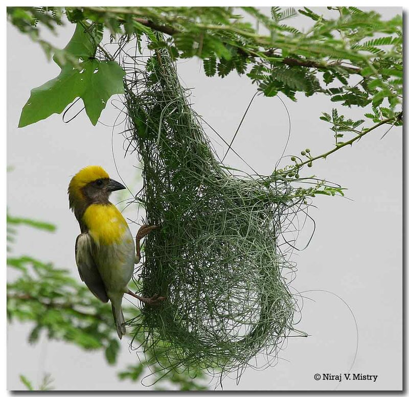 Baya Weaver