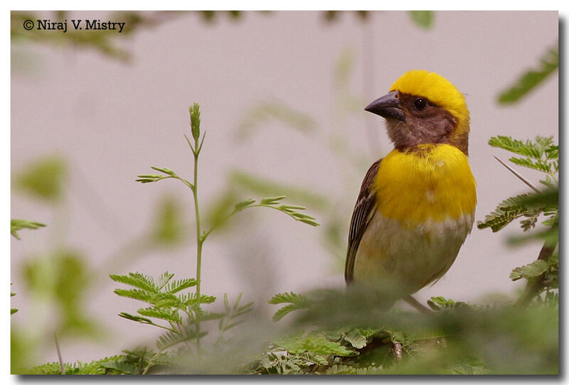 Baya Weaver male adult