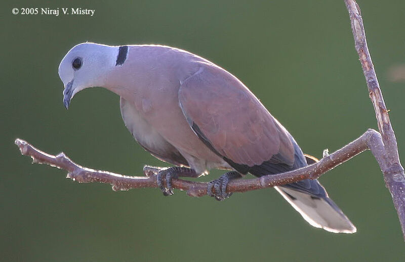 Red Collared Dove