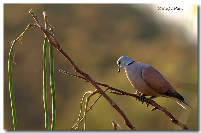 Red Collared Dove