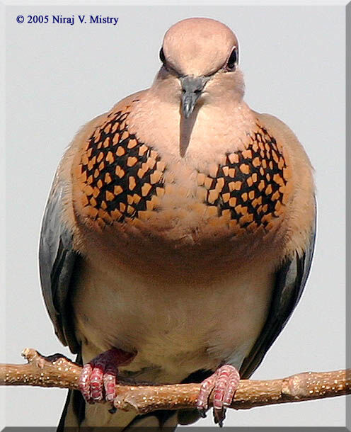 Laughing Dove