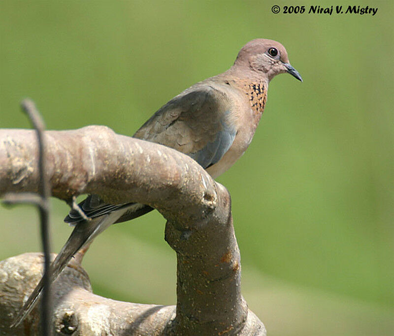 Laughing Dove