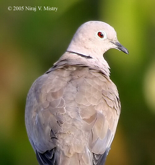 Eurasian Collared Dove