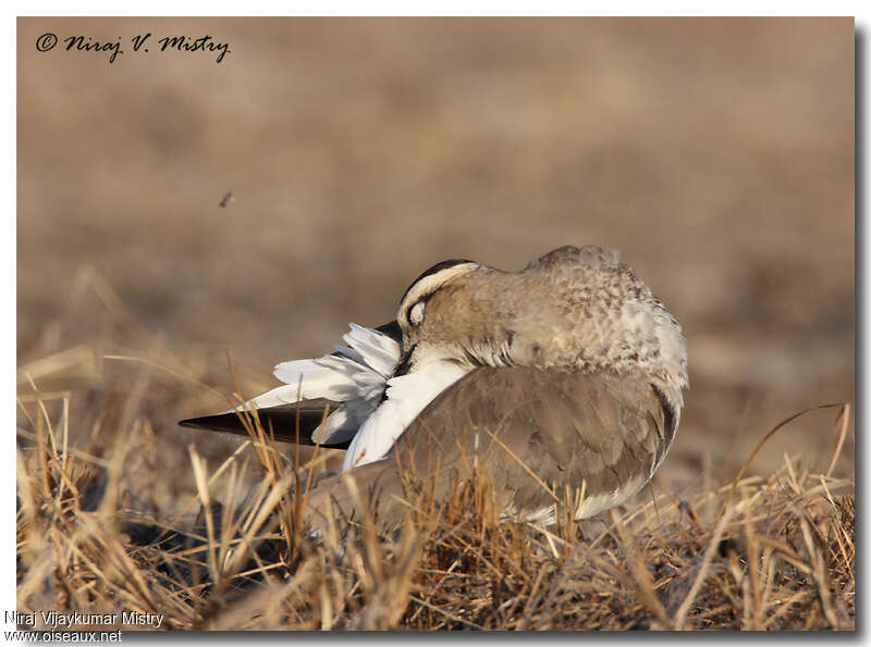 Sociable Lapwingadult post breeding, care