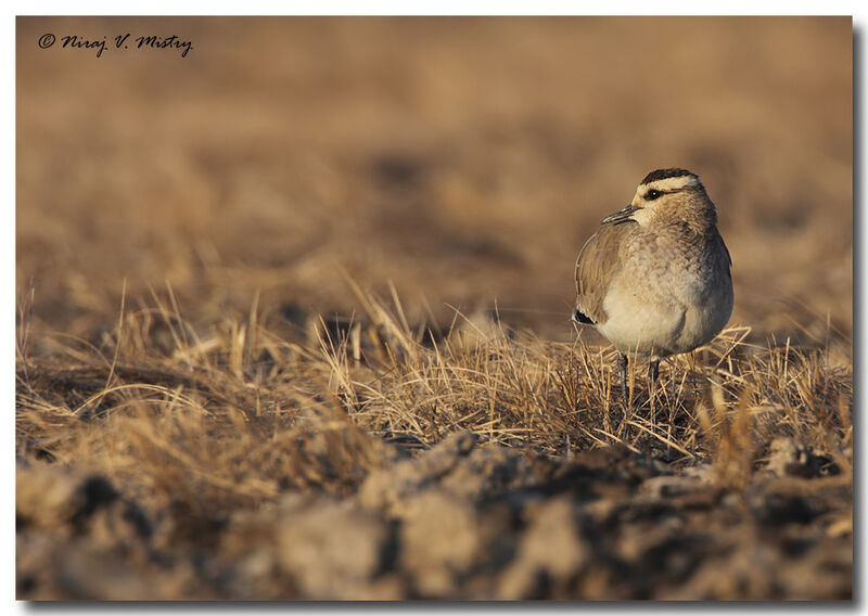 Sociable Lapwing