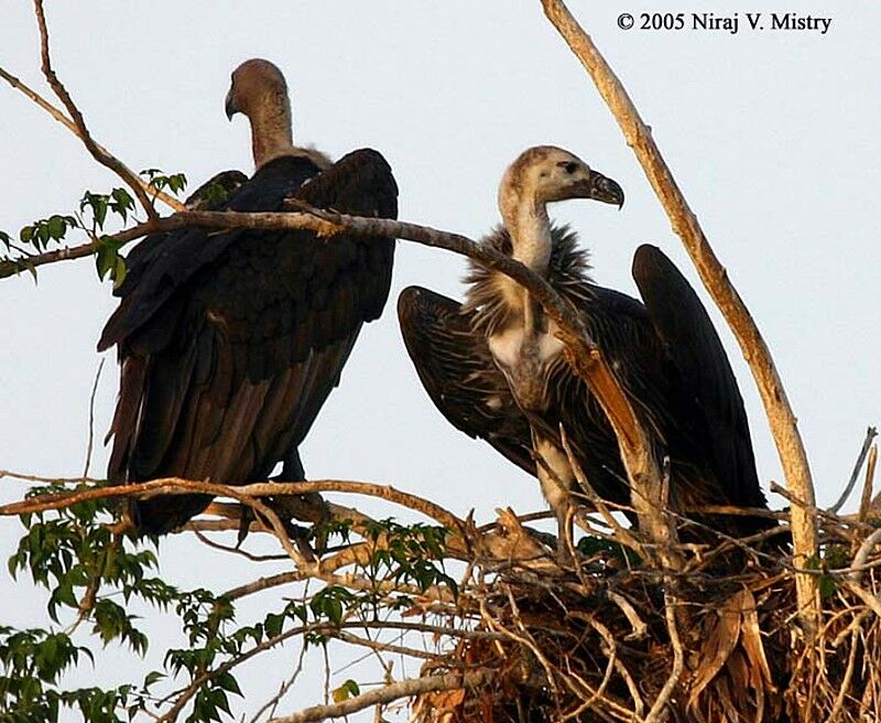 White-rumped Vulture