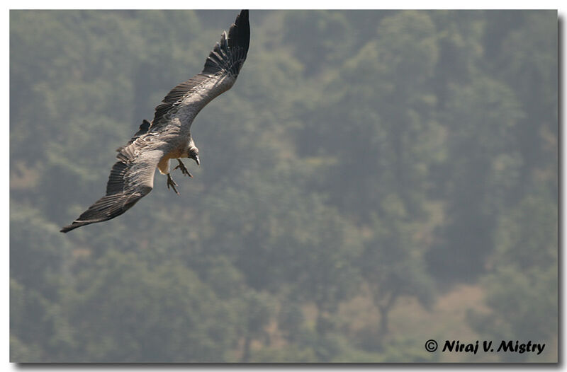 Vautour indien