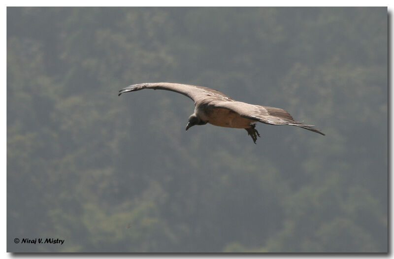 Vautour indien