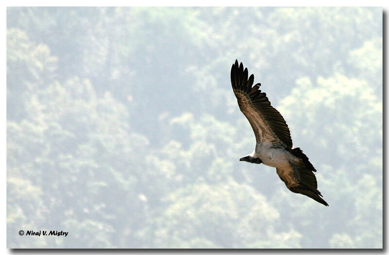 Indian Vulture