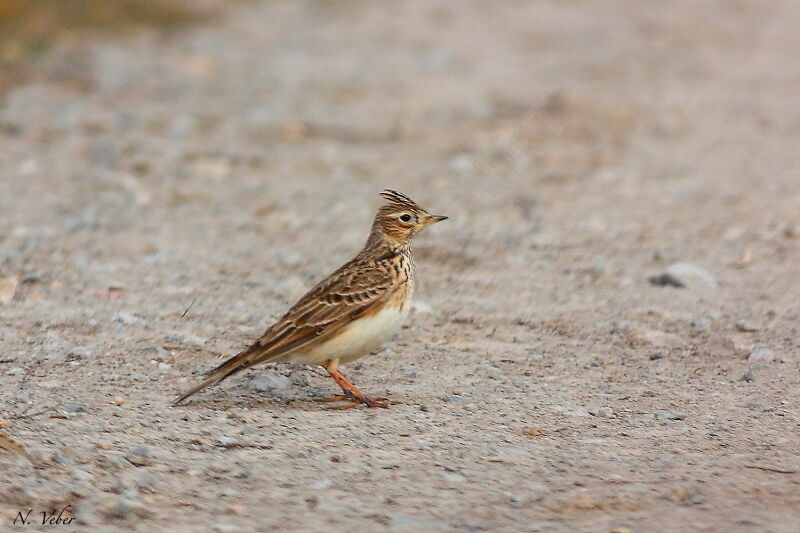 Eurasian Skylark