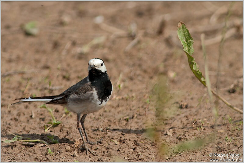 White Wagtail