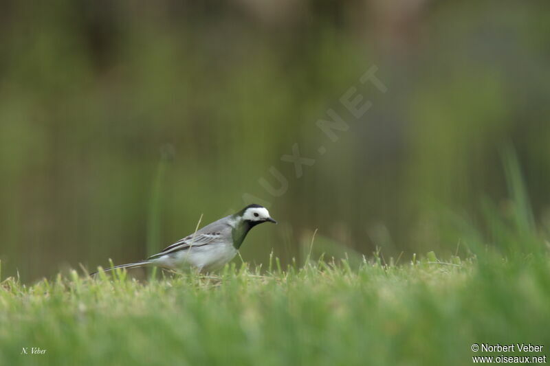 White Wagtail