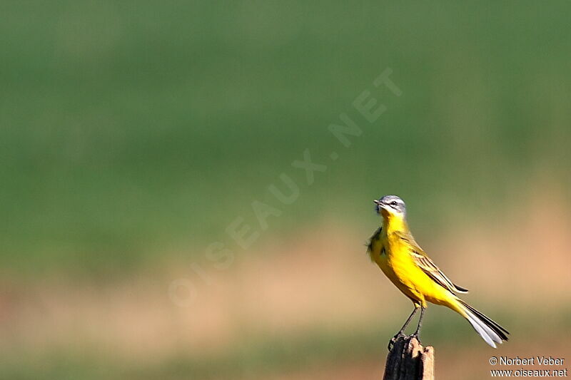 Western Yellow Wagtailadult, Behaviour