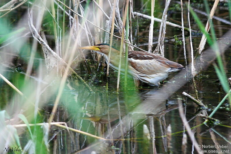 Little Bittern female adult, Behaviour