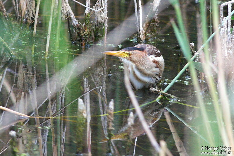 Little Bittern female adult, Behaviour