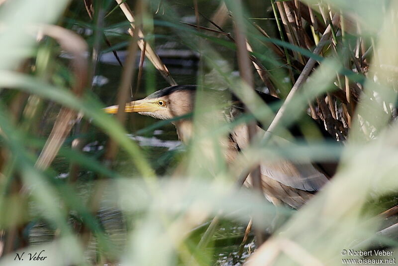 Little Bittern male adult