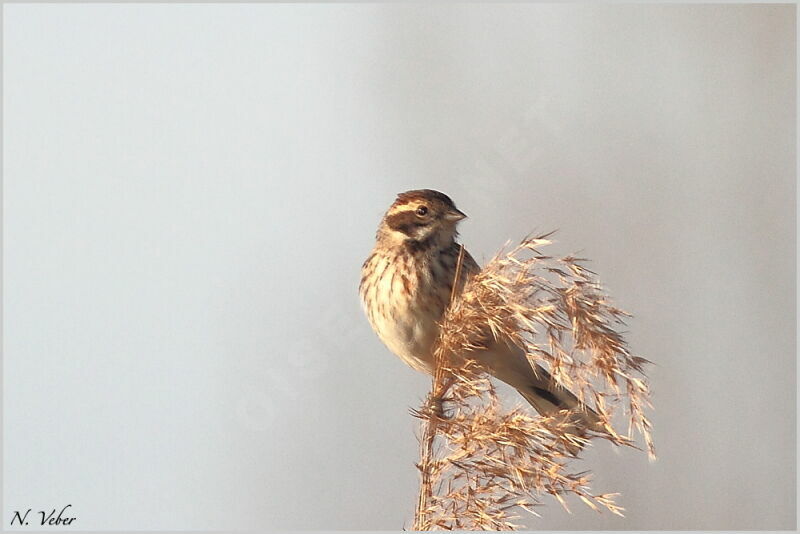 Common Reed Bunting