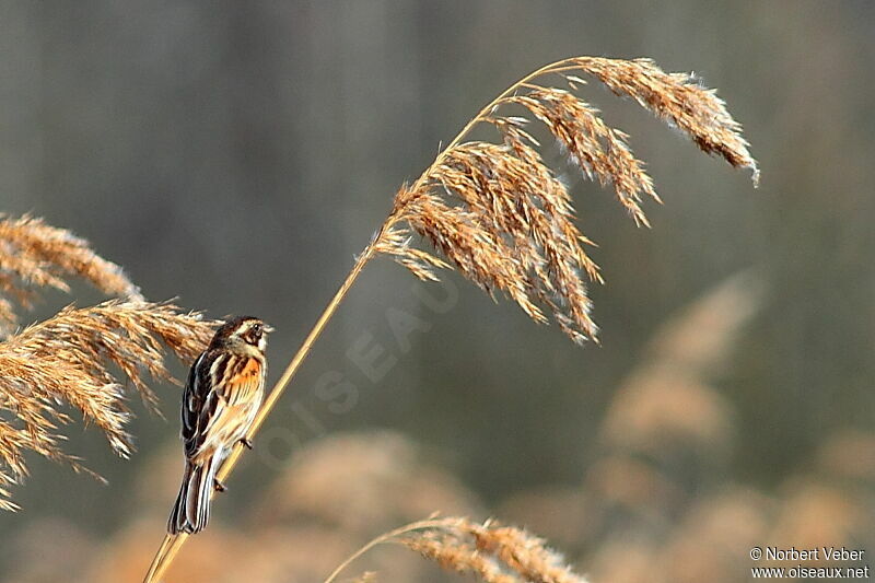 Bruant des roseaux femelle adulte