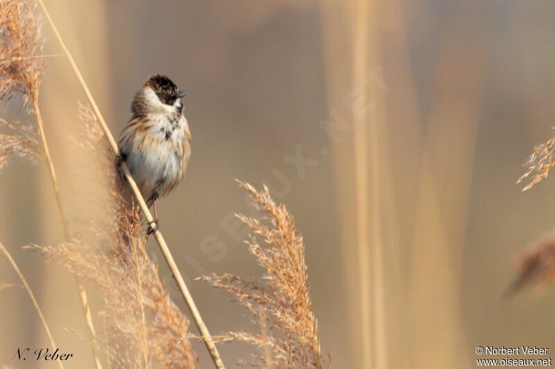 Common Reed Bunting male adult, identification