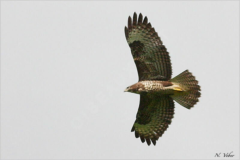 Common Buzzard