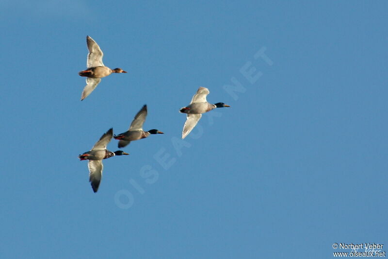 Canard colvert