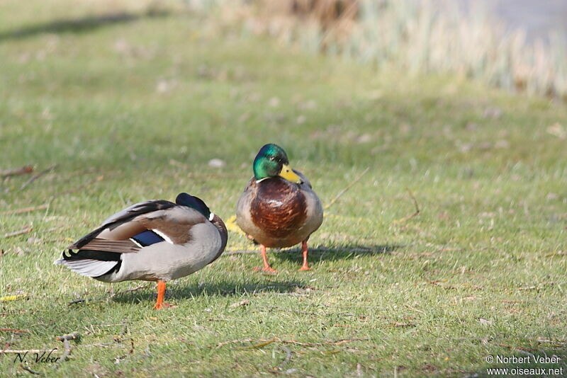 Canard colvert mâle adulte