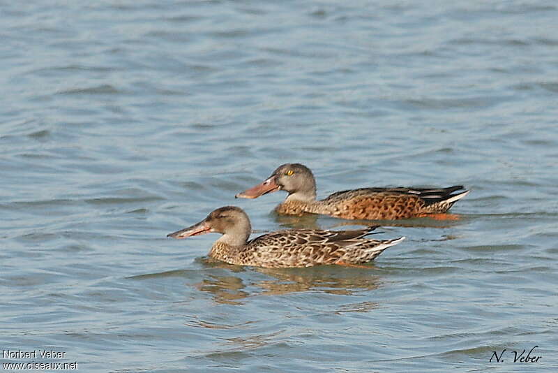 Northern Shoveleradult post breeding