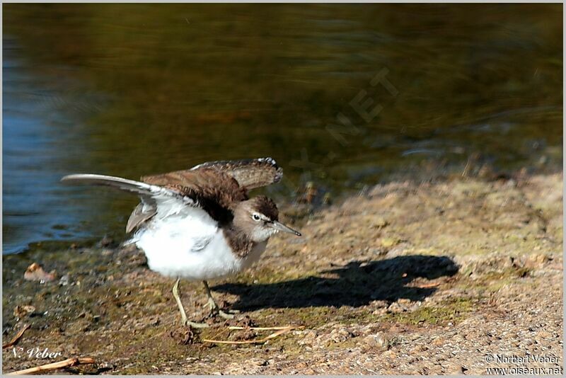 Common Sandpiperadult