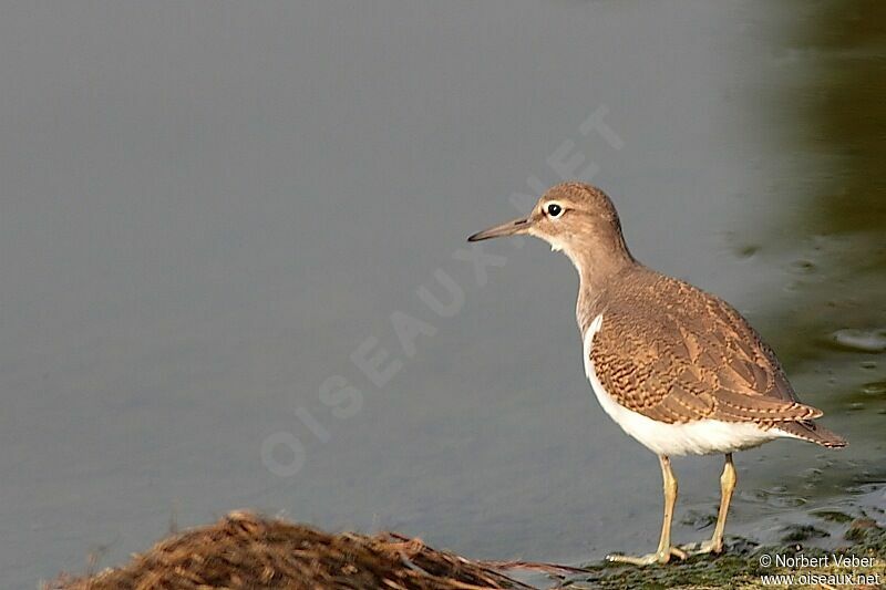 Common Sandpiperadult, identification