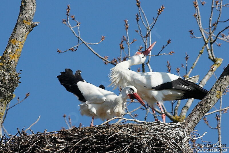 Cigogne blanche adulte, Comportement