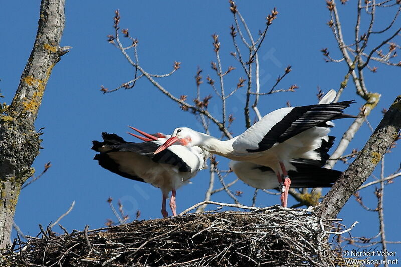 White Stork adult, Reproduction-nesting, Behaviour