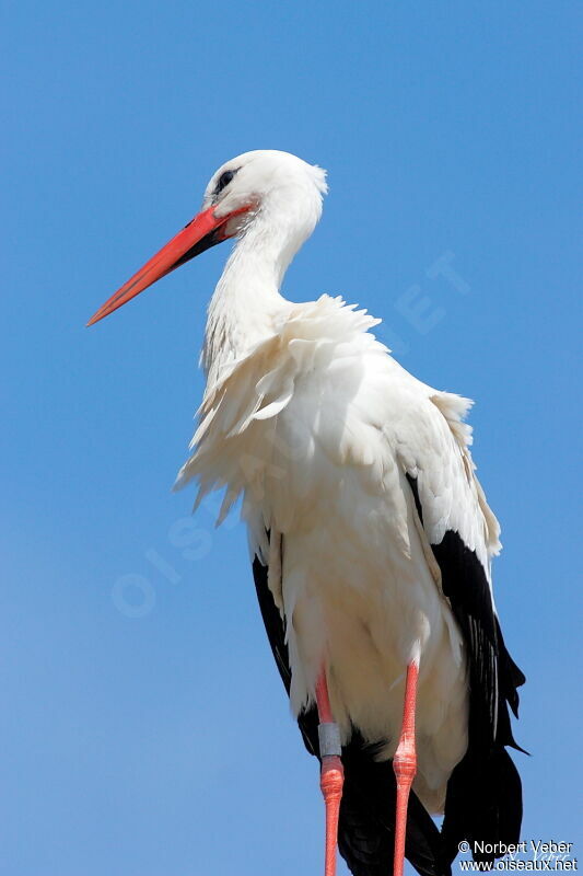 Cigogne blancheadulte