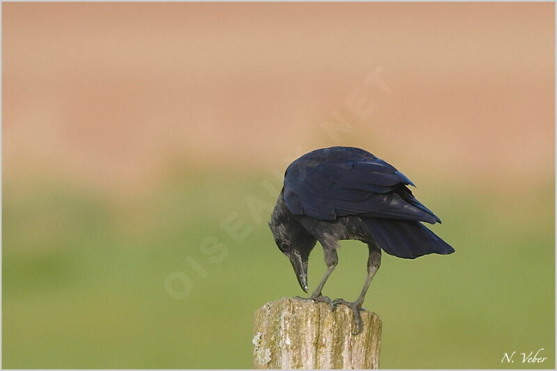 Carrion Crow