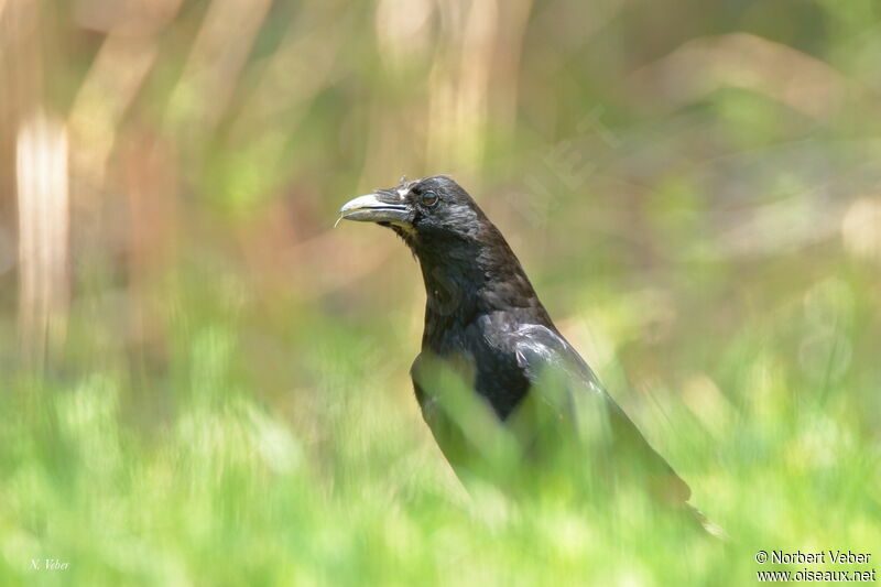 Carrion Crow