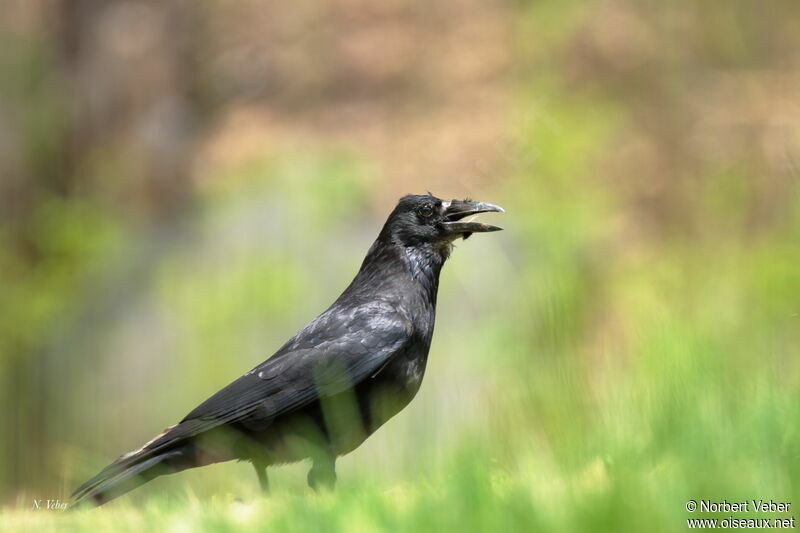 Carrion Crow