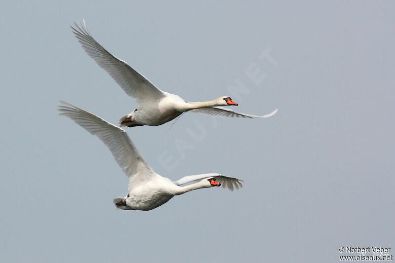 Mute Swan adult, Flight