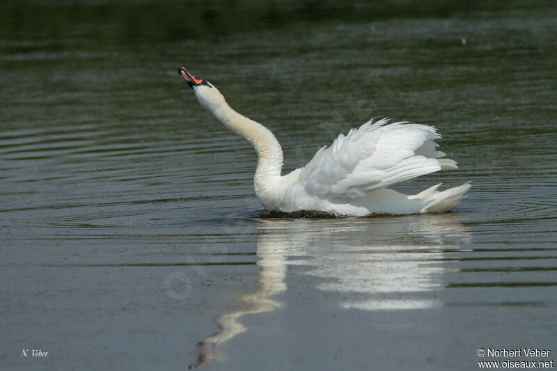 Cygne tuberculé mâle adulte, Comportement