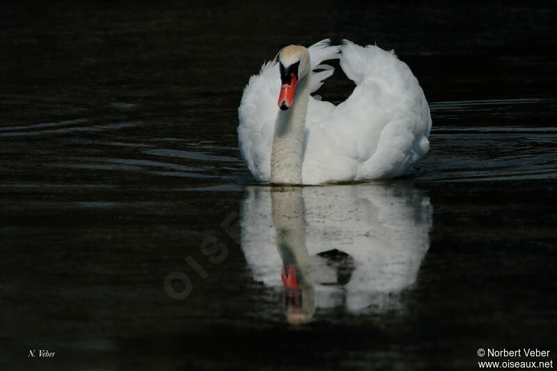 Cygne tuberculé