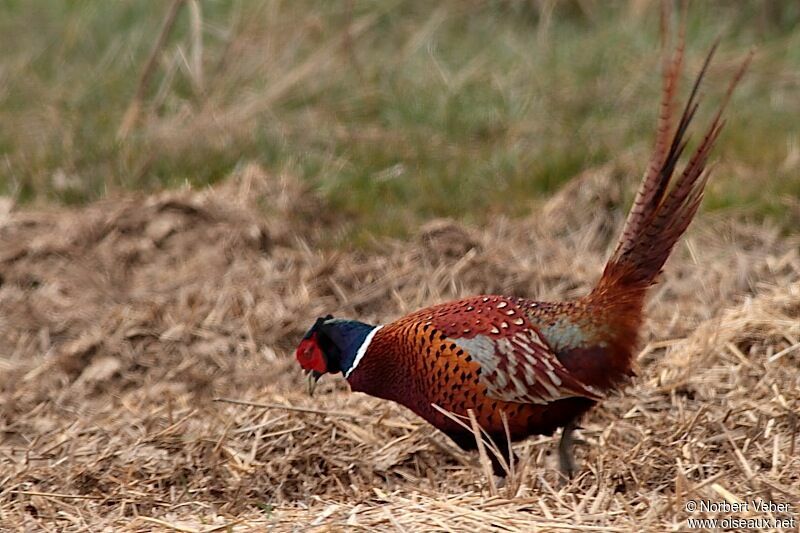 Common Pheasant male adult, identification