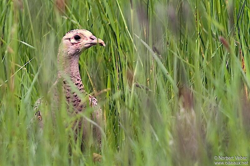 Common Pheasant female adult