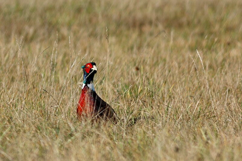 Common Pheasant