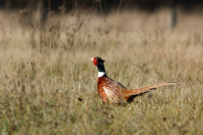 Common Pheasant