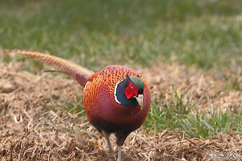 Common Pheasant male adult, identification