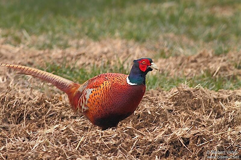 Common Pheasant male adult, identification