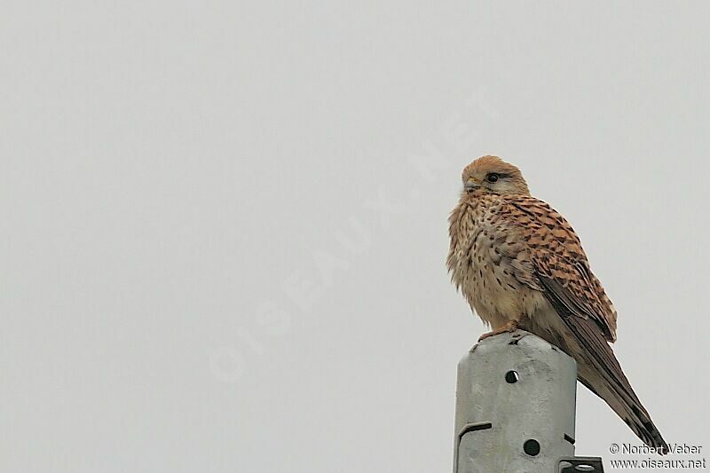 Common Kestrel female adult