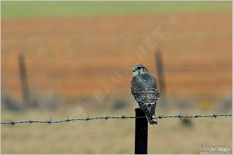 Merlin